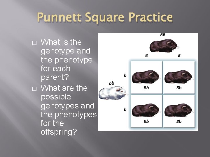 Punnett Square Practice � � What is the genotype and the phenotype for each