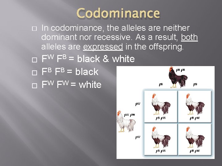 Codominance � � In codominance, the alleles are neither dominant nor recessive. As a