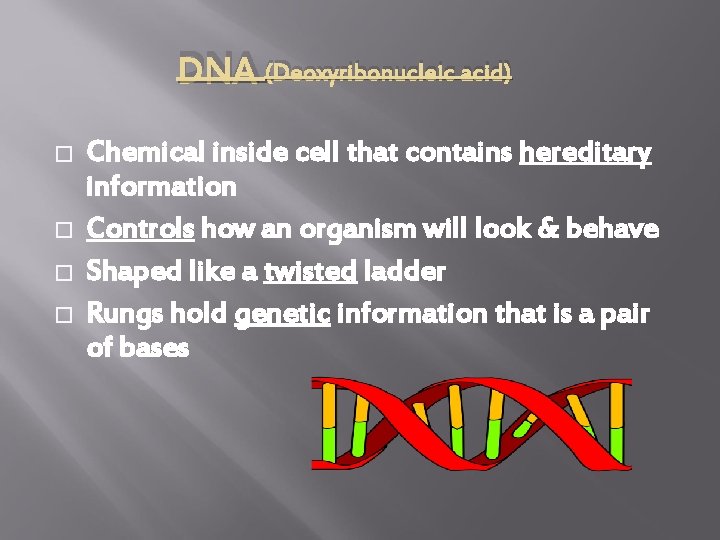 DNA (Deoxyribonucleic acid) � � Chemical inside cell that contains hereditary information Controls how