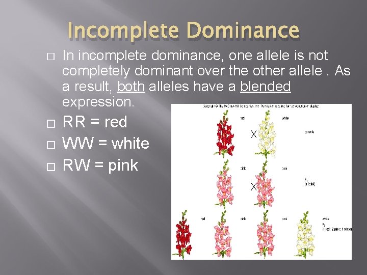 Incomplete Dominance � � In incomplete dominance, one allele is not completely dominant over