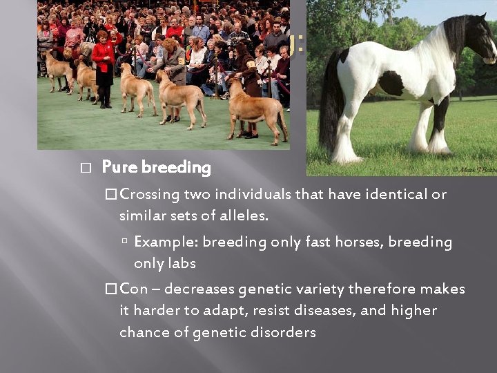 Selective Breeding: pure bred � Pure breeding � Crossing two individuals that have identical