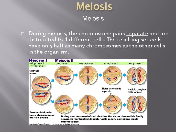 Meiosis � During meiosis, the chromosome pairs separate and are distributed to 4 different