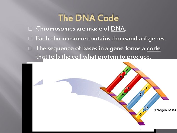 The DNA Code � � � Chromosomes are made of DNA. Each chromosome contains