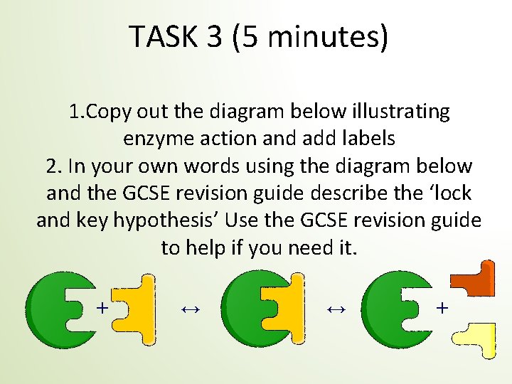 TASK 3 (5 minutes) 1. Copy out the diagram below illustrating enzyme action and
