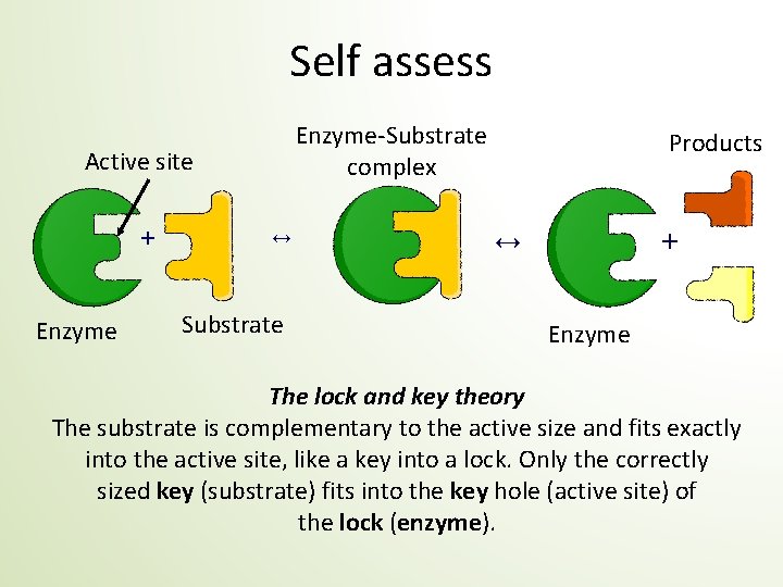 Self assess Enzyme-Substrate complex Active site + Enzyme ↔ Substrate Products + ↔ Enzyme