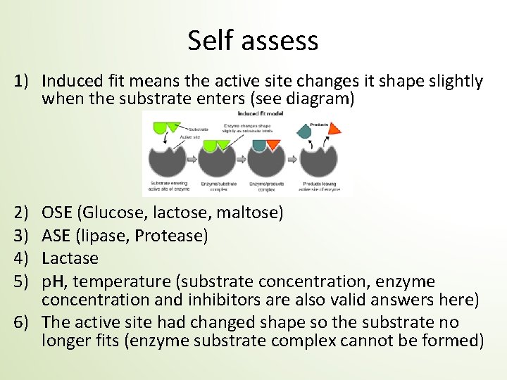 Self assess 1) Induced fit means the active site changes it shape slightly when