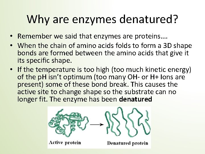 Why are enzymes denatured? • Remember we said that enzymes are proteins…. • When