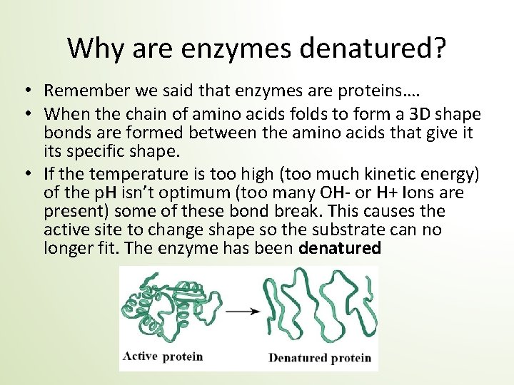 Why are enzymes denatured? • Remember we said that enzymes are proteins…. • When
