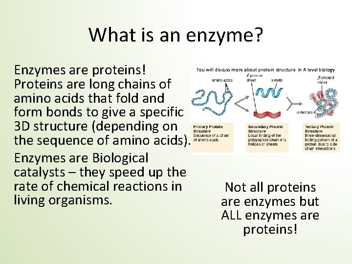 What is an enzyme? Enzymes are proteins! Proteins are long chains of amino acids