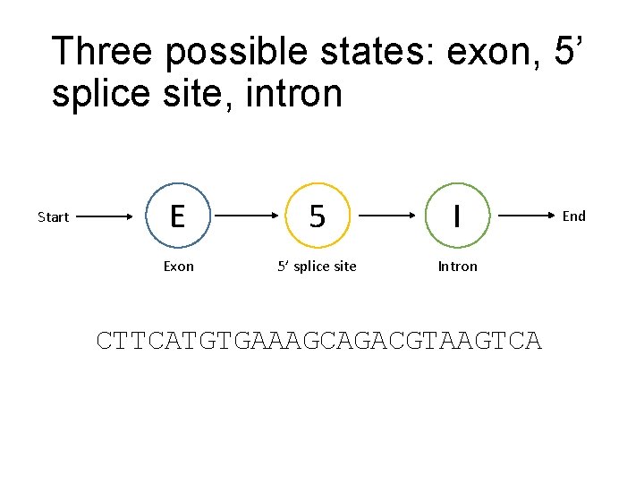 Three possible states: exon, 5’ splice site, intron Start E 5 I Exon 5’