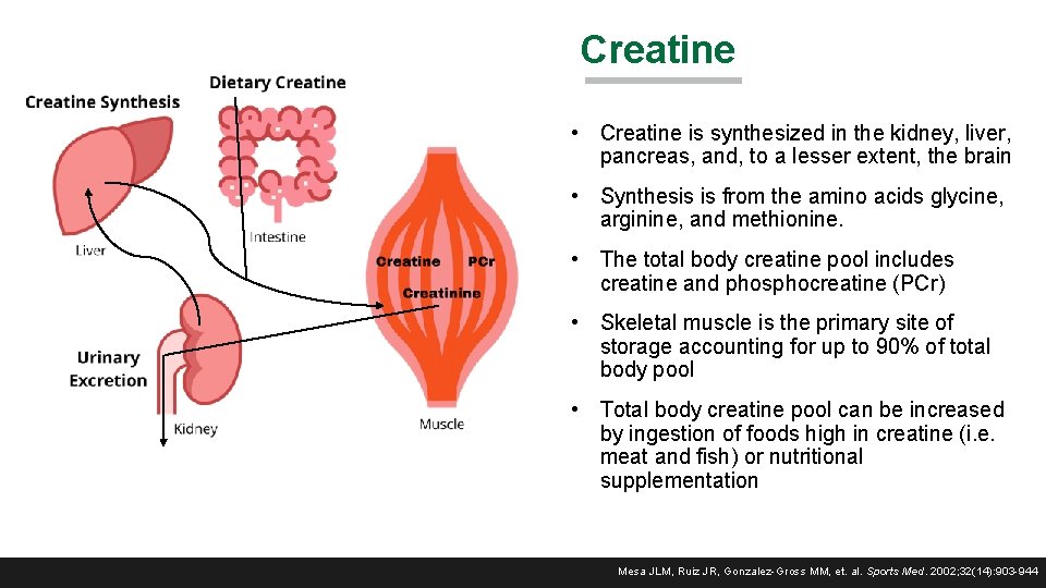 Creatine • Creatine is synthesized in the kidney, liver, pancreas, and, to a lesser