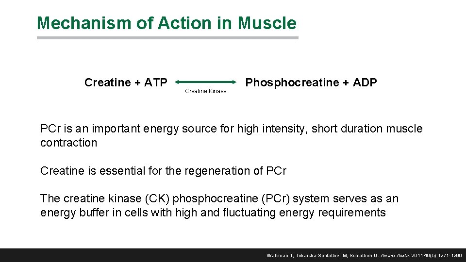 Mechanism of Action in Muscle Creatine + ATP Creatine Kinase Phosphocreatine + ADP PCr