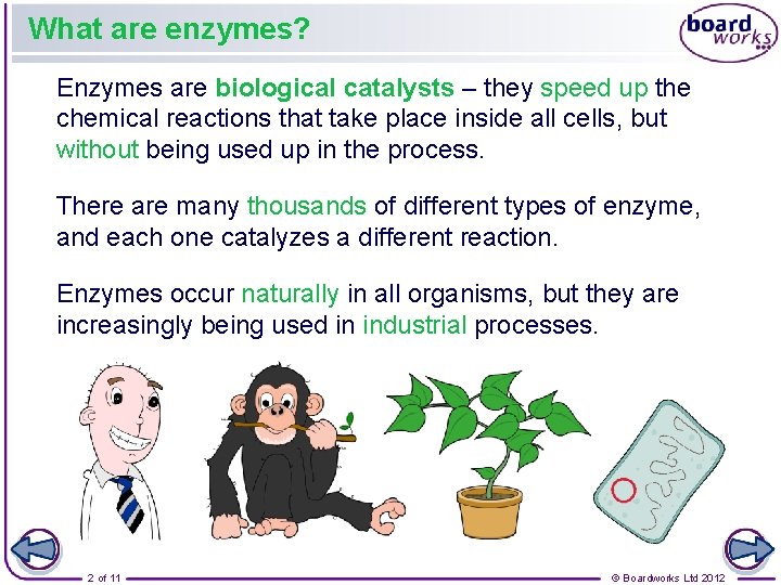 What are enzymes? Enzymes are biological catalysts – they speed up the chemical reactions