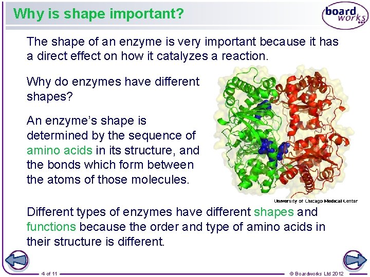 Why is shape important? The shape of an enzyme is very important because it