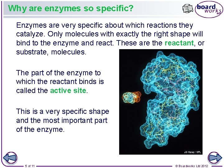 Why are enzymes so specific? Enzymes are very specific about which reactions they catalyze.