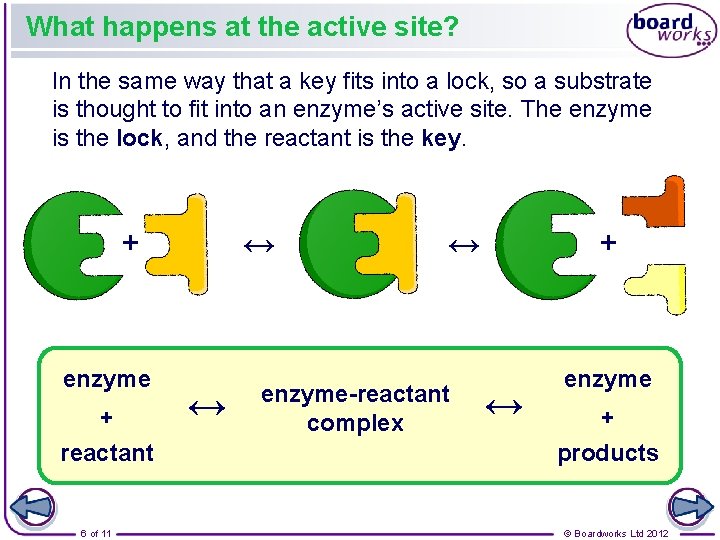 What happens at the active site? In the same way that a key fits