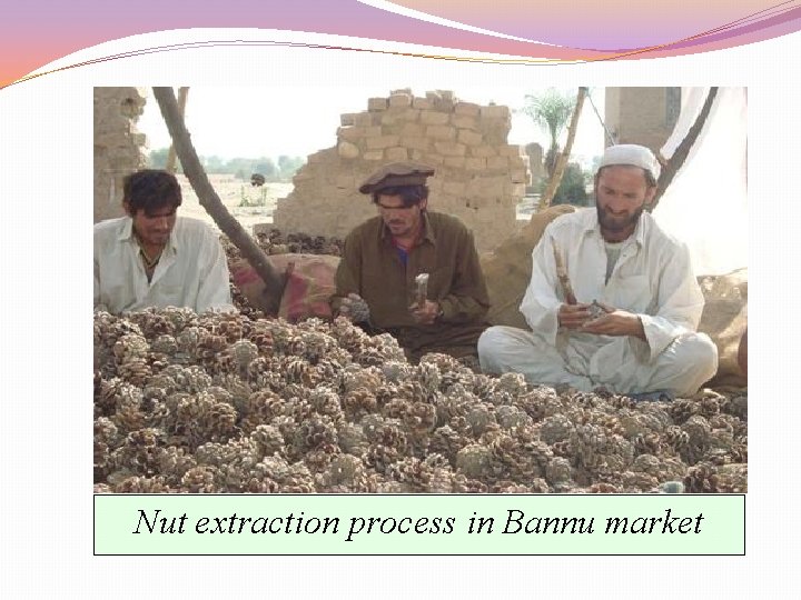 Nut extraction process in Bannu market 