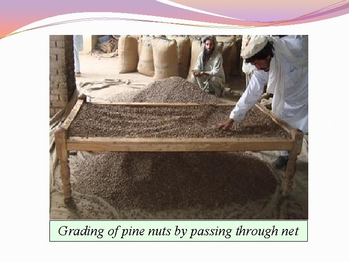 Grading of pine nuts by passing through net 