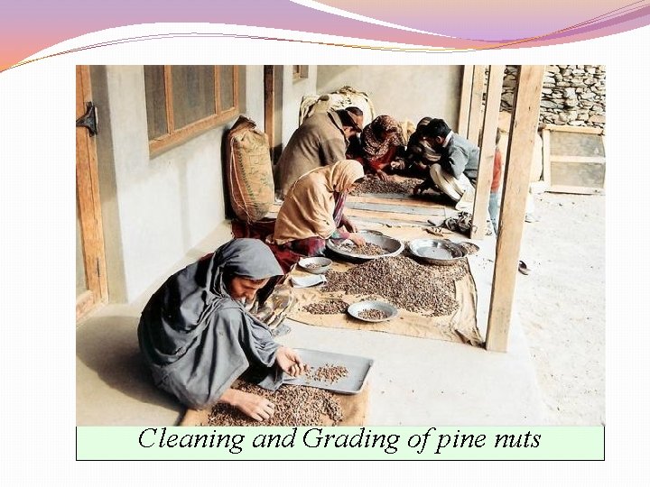 Cleaning and Grading of pine nuts 