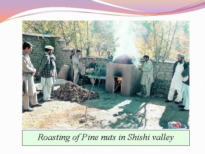 Roasting of Pine nuts in Shishi valley 