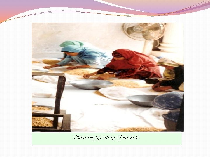 Cleaning/grading of kernels 