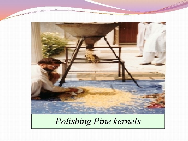 Polishing Pine kernels 