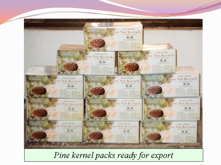 Pine kernel packs ready for export 