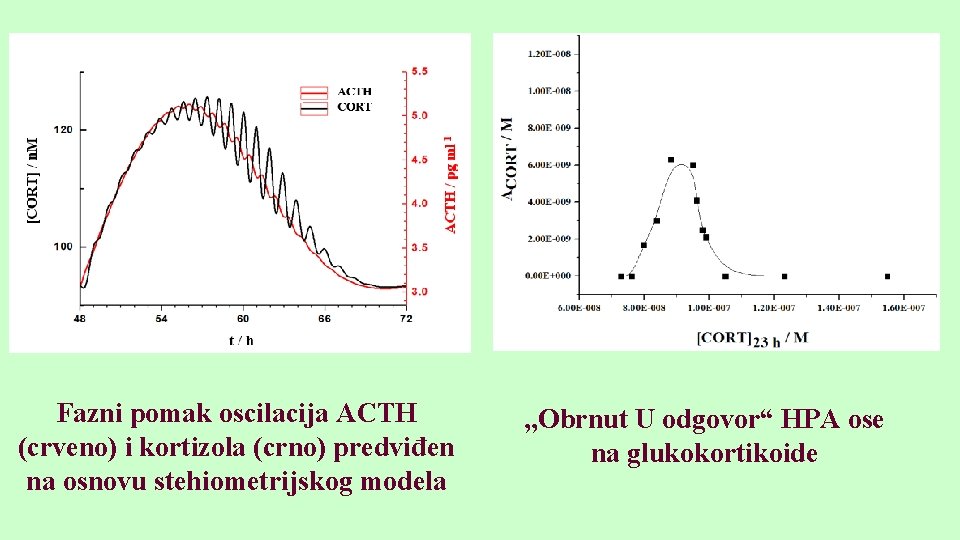 Fazni pomak oscilacija ACTH (crveno) i kortizola (crno) predviđen na osnovu stehiometrijskog modela ,