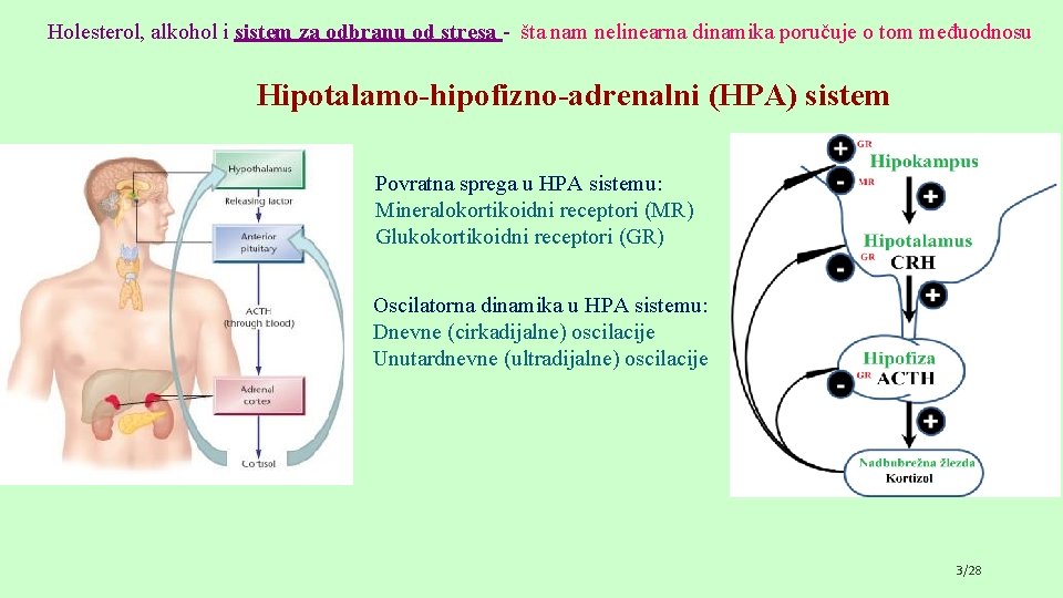 Holesterol, alkohol i sistem za odbranu od stresa - šta nam nelinearna dinamika poručuje