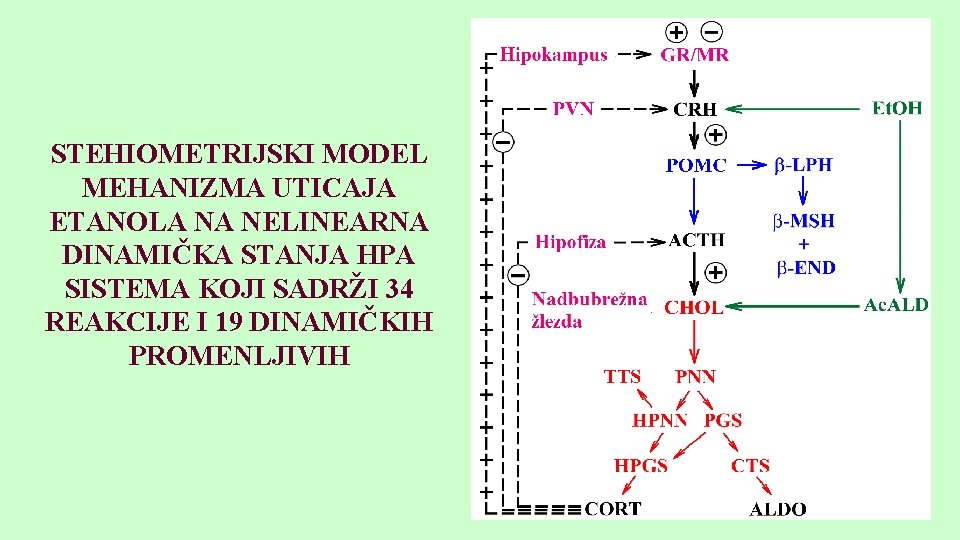 STEHIOMETRIJSKI MODEL MEHANIZMA UTICAJA ETANOLA NA NELINEARNA DINAMIČKA STANJA HPA SISTEMA KOJI SADRŽI 34