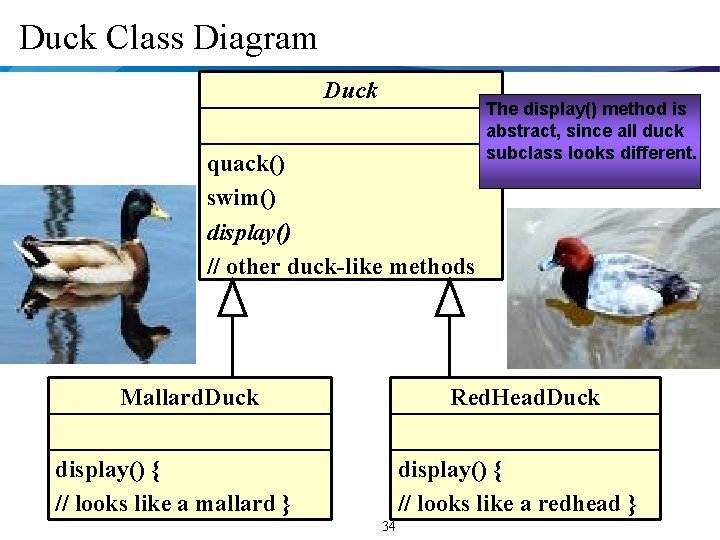Duck Class Diagram Duck quack() swim() display() // other duck-like methods Mallard. Duck The