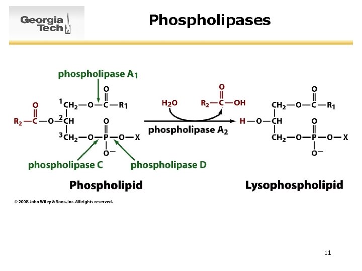 Phospholipases 11 