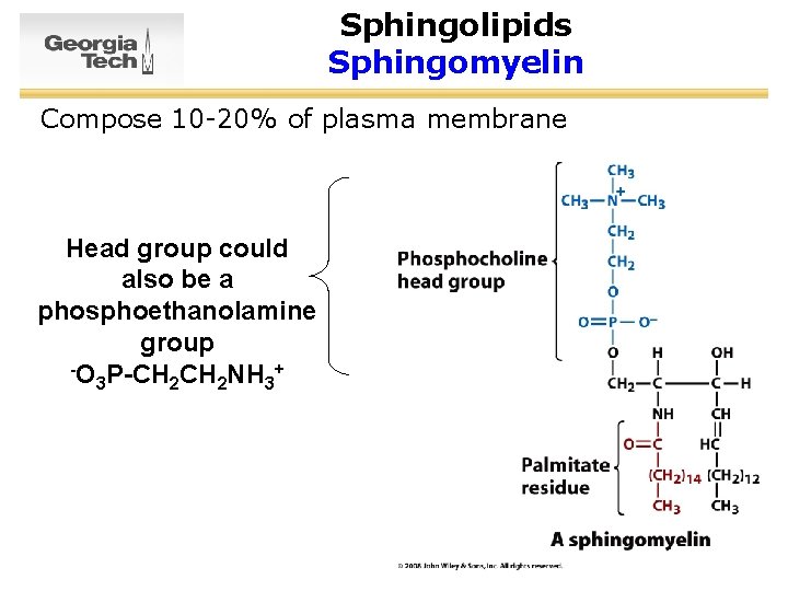 Sphingolipids Sphingomyelin Compose 10 -20% of plasma membrane Head group could also be a