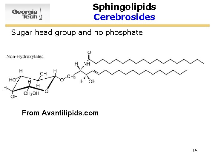 Sphingolipids Cerebrosides Sugar head group and no phosphate From Avantilipids. com 14 