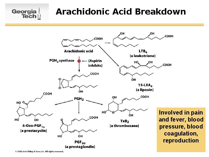 Arachidonic Acid Breakdown Involved in pain and fever, blood pressure, blood coagulation, reproduction 19