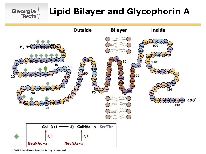 Lipid Bilayer and Glycophorin A 21 