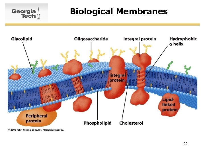 Biological Membranes 22 