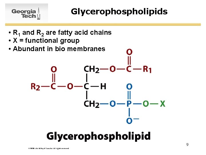 Glycerophospholipids • R 1 and R 2 are fatty acid chains • X =