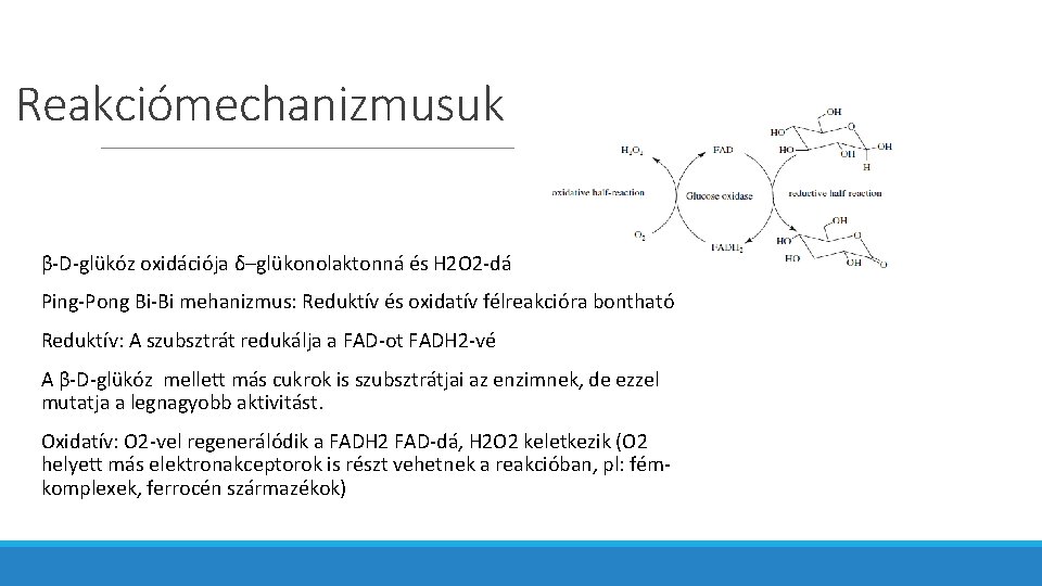 Reakciómechanizmusuk β-D-glükóz oxidációja δ–glükonolaktonná és H 2 O 2 -dá Ping-Pong Bi-Bi mehanizmus: Reduktív