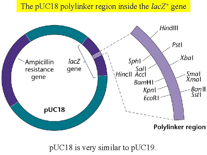 The p. UC 18 polylinker region inside the lac. Z+ gene p. UC 18