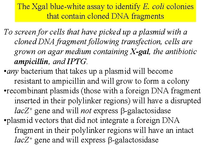 The Xgal blue-white assay to identify E. coli colonies that contain cloned DNA fragments