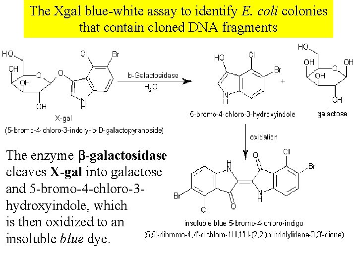 The Xgal blue-white assay to identify E. coli colonies that contain cloned DNA fragments The Xgal blue-white assay to identify E. coli colonies that contain cloned DNA fragments
