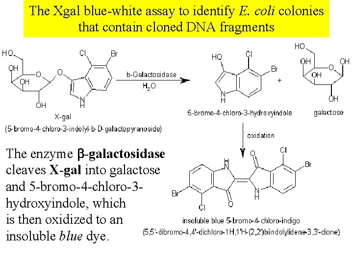 The Xgal blue-white assay to identify E. coli colonies that contain cloned DNA fragments