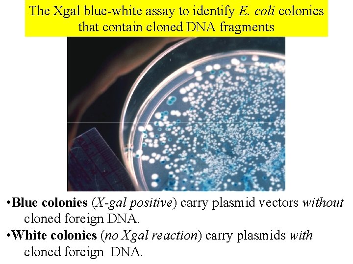 The Xgal blue-white assay to identify E. coli colonies that contain cloned DNA fragments