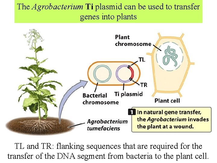 The Agrobacterium Ti plasmid can be used to transfer genes into plants TL and The Agrobacterium Ti plasmid can be used to transfer genes into plants TL and