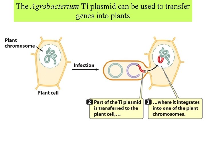 The Agrobacterium Ti plasmid can be used to transfer genes into plants  The Agrobacterium Ti plasmid can be used to transfer genes into plants