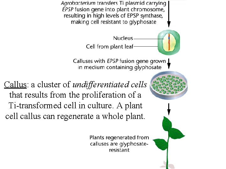 Callus: a cluster of undifferentiated cells that results from the proliferation of a Ti-transformed