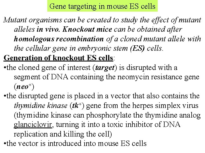 Gene targeting in mouse ES cells Mutant organisms can be created to study the