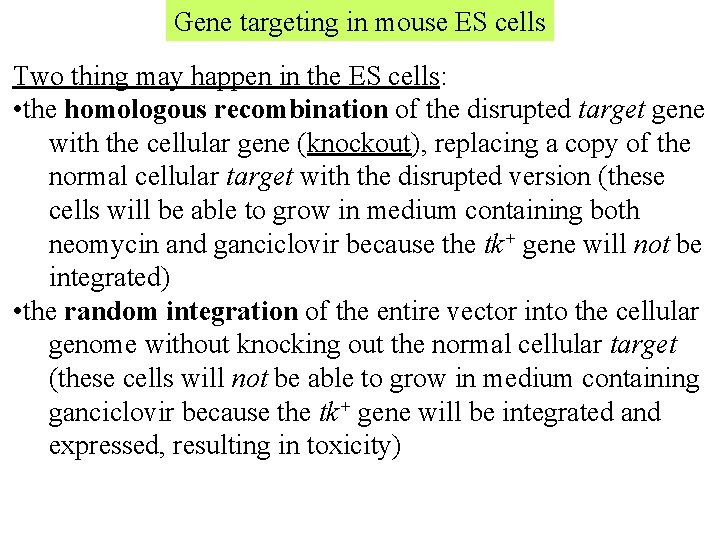 Gene targeting in mouse ES cells Two thing may happen in the ES cells: Gene targeting in mouse ES cells Two thing may happen in the ES cells:
