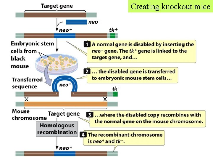 Creating knockout mice 